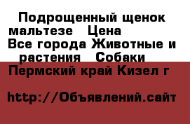 Подрощенный щенок мальтезе › Цена ­ 15 000 - Все города Животные и растения » Собаки   . Пермский край,Кизел г.